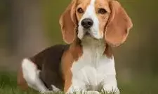 10 Best Dog Breeds for Hot and Humid Climate in India