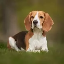 10 Best Dog Breeds for Hot and Humid Climate in India 10 Best Dog Breeds for Hot and Humid Climate in India