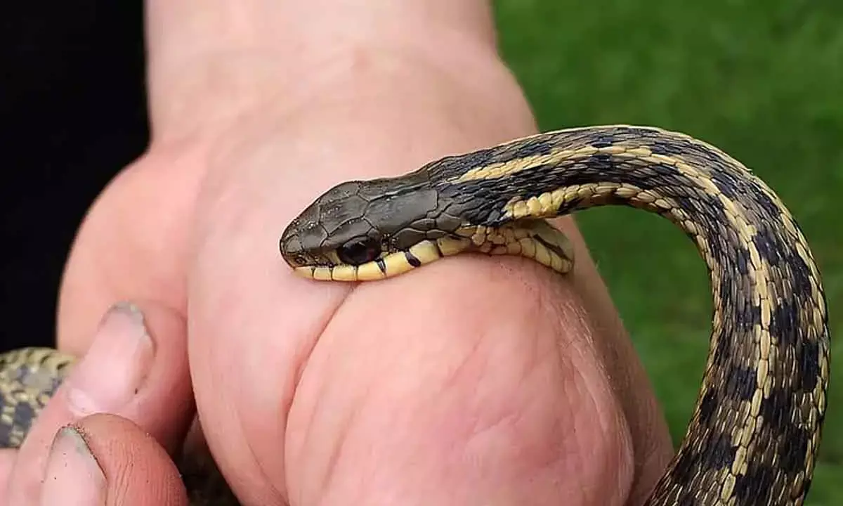 Study finds climate change could drive new snakebite hotspots