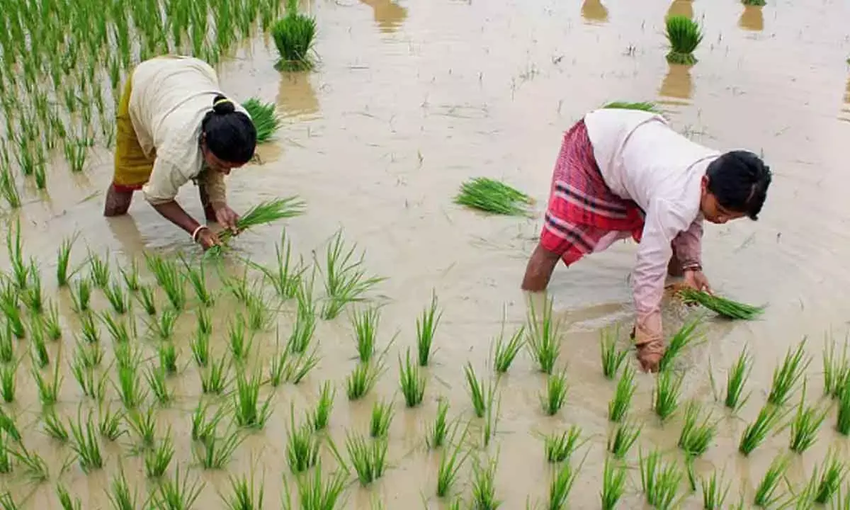 Kharif sowing crosses 1,105L hectares across India