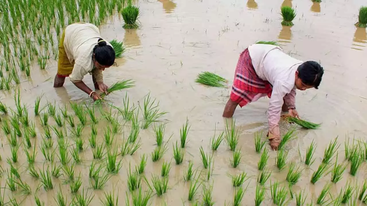 Kharif sowing crosses 1,105L hectares across India Kharif sowing crosses 1,105L hectares across India