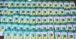 Kerala Lottery Result Today (11 September 2025): Karunya Plus KN-589 First Prize ₹1 Crore