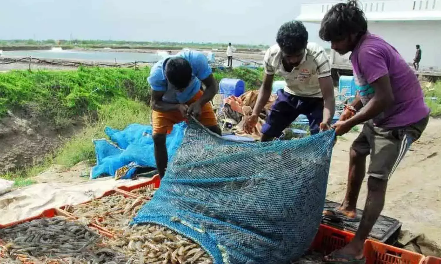 Naidus plea to Centre to promote domestic consumption of aqua products, explore alternative markets