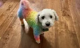 Nvidia CEO Jensen Huang Praises Google Gemini’s Nano Banana AI: “How Could Anyone Not Love It?”