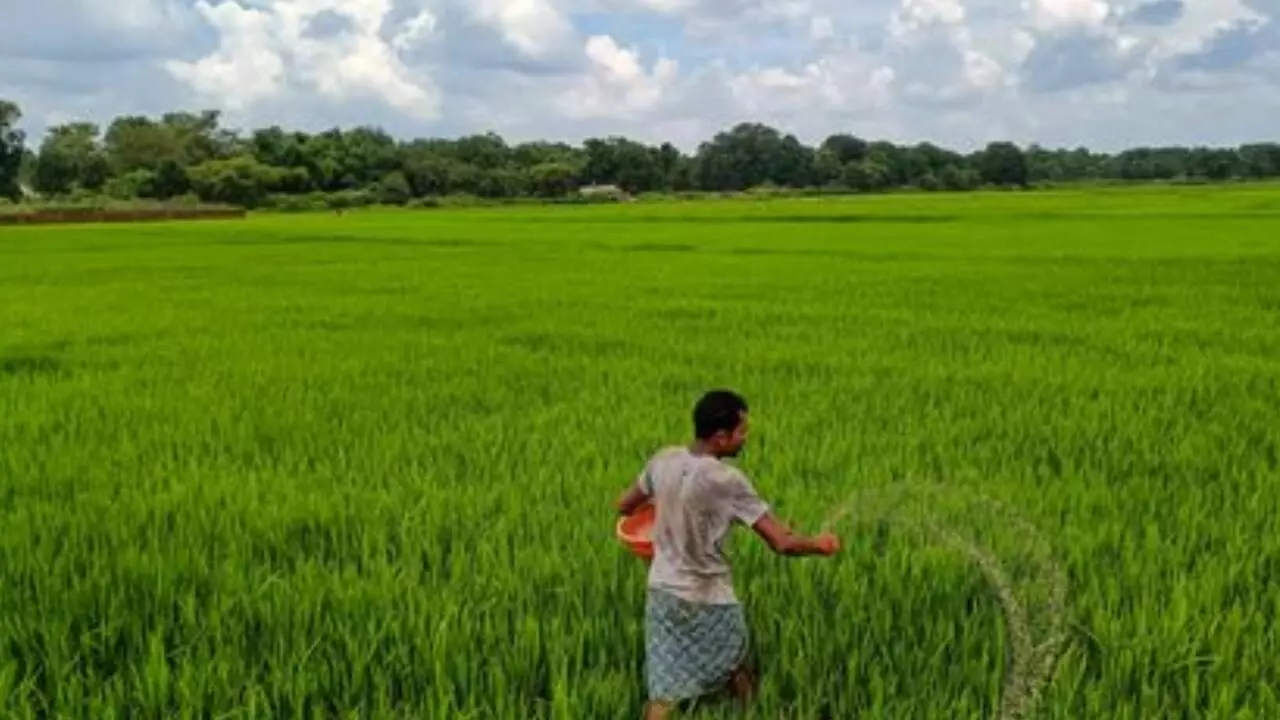 India ahead with AI-driven forecasts in helping farmers India ahead with AI-driven forecasts in helping farmers
