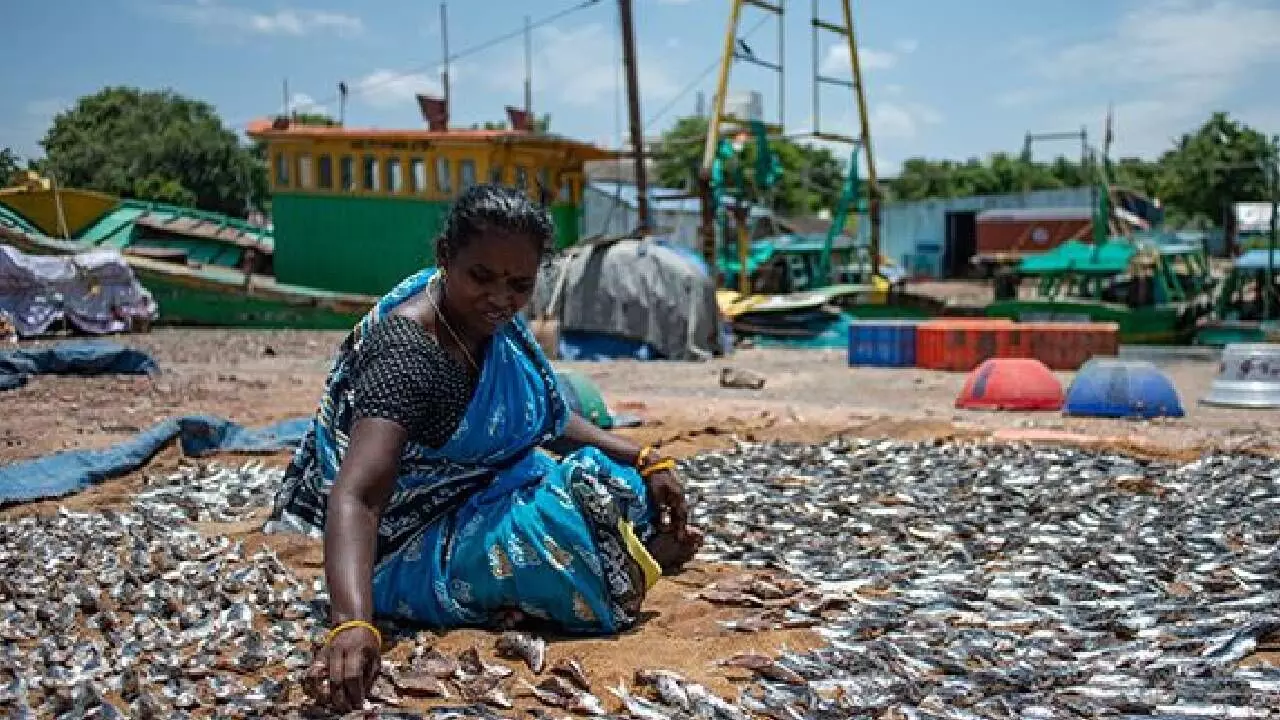 Women make up nearly half of India’s small-scale fisheries biz: Study Women make up nearly half of India’s small-scale fisheries biz: Study