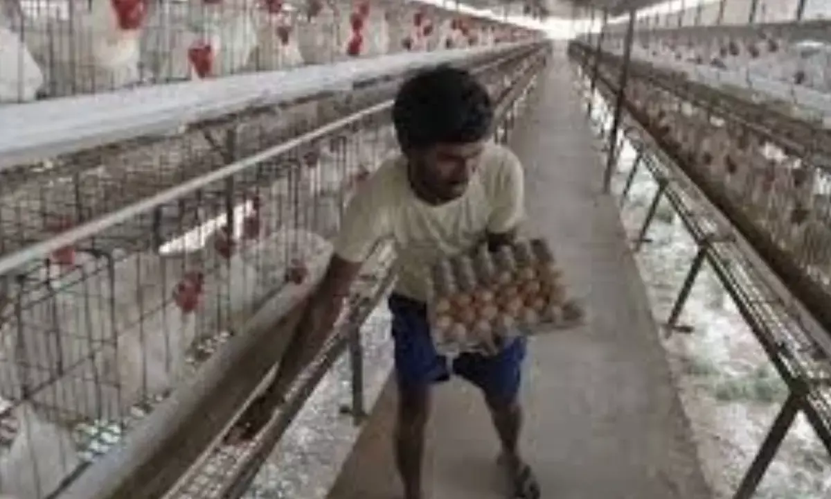 Indias poultry sector sees spike in domestic consumption over exports