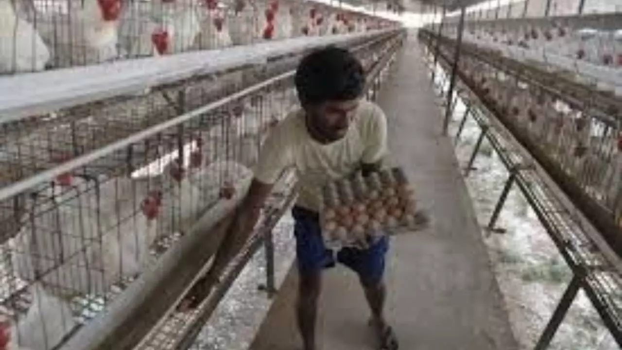 Indias poultry sector sees spike in domestic consumption over exports