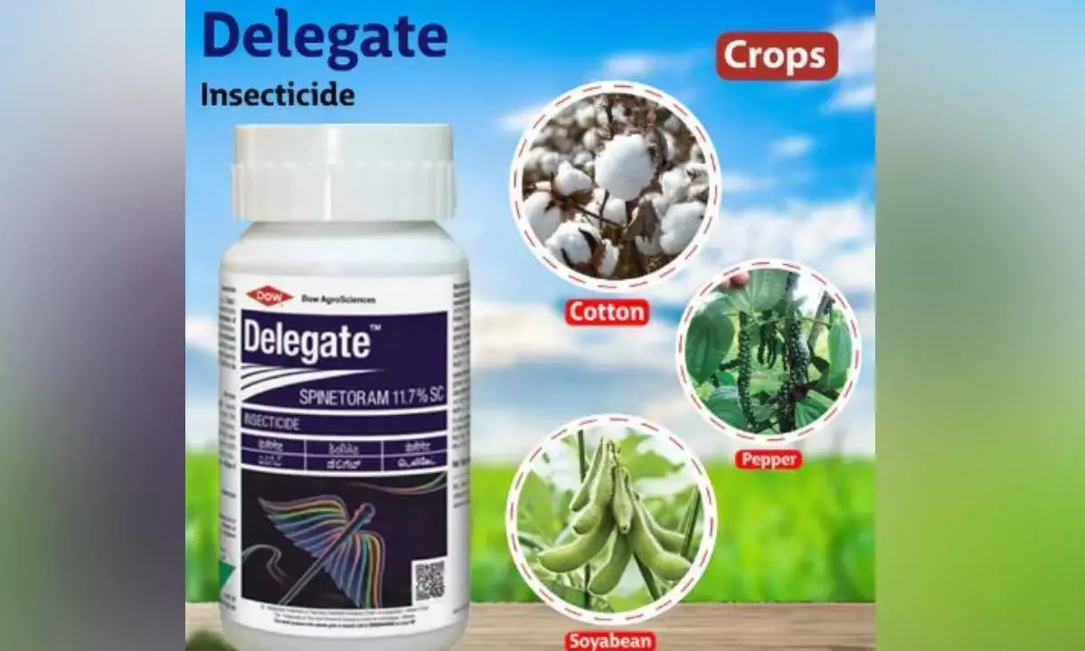 Corteva updates insecticide Delegate for Indian crops