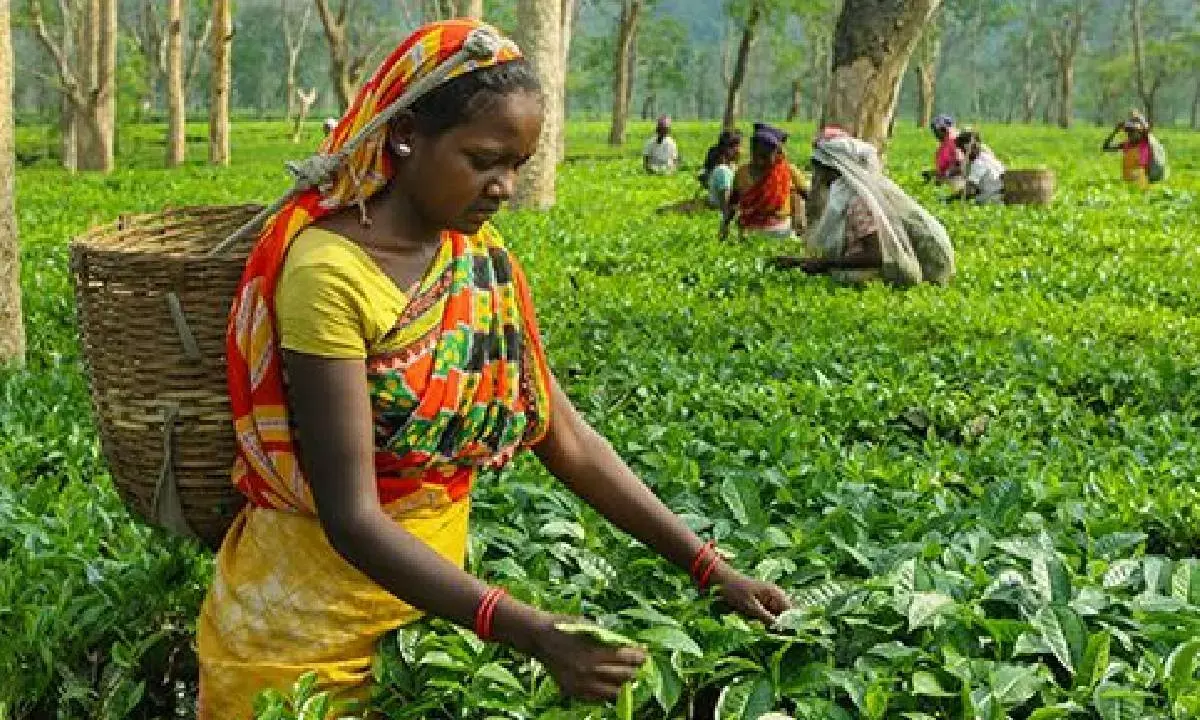 Tea production shows decline in August YoY