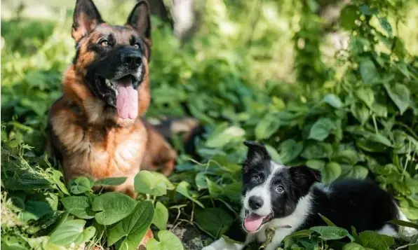 Is Board and Train with Dog Trainers in Tampa Worth the Investment?