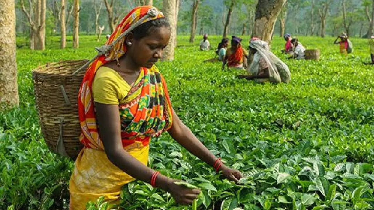 Tea production shows decline in August YoY Tea production shows decline in August YoY
