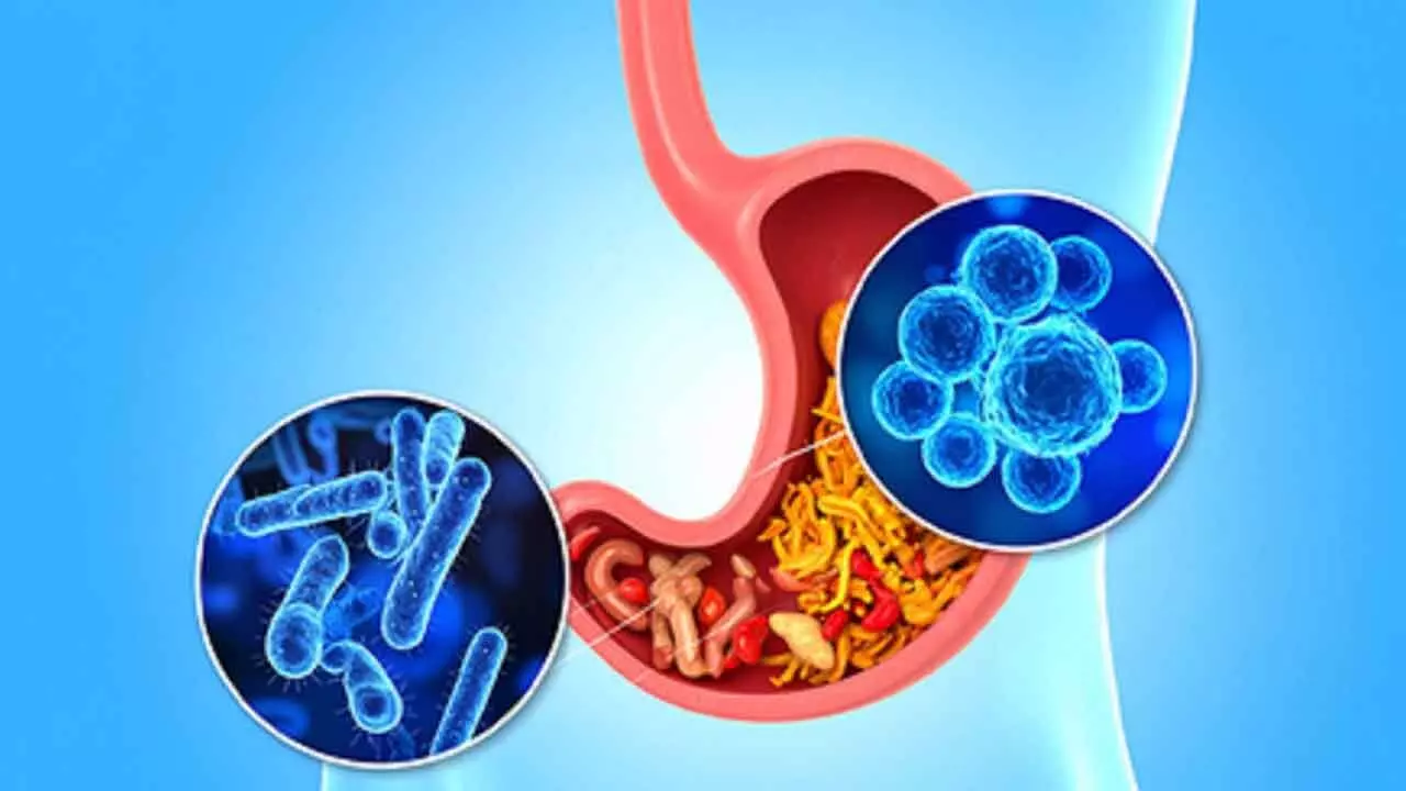 New antibiotic to curb dangerous gut bacterium with a low dose New antibiotic to curb dangerous gut bacterium with a low dose