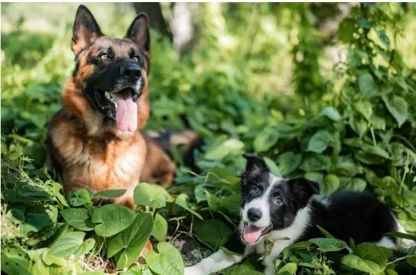 Is Board and Train with Dog Trainers in Tampa Worth the Investment? Is Board and Train with Dog Trainers in Tampa Worth the Investment?