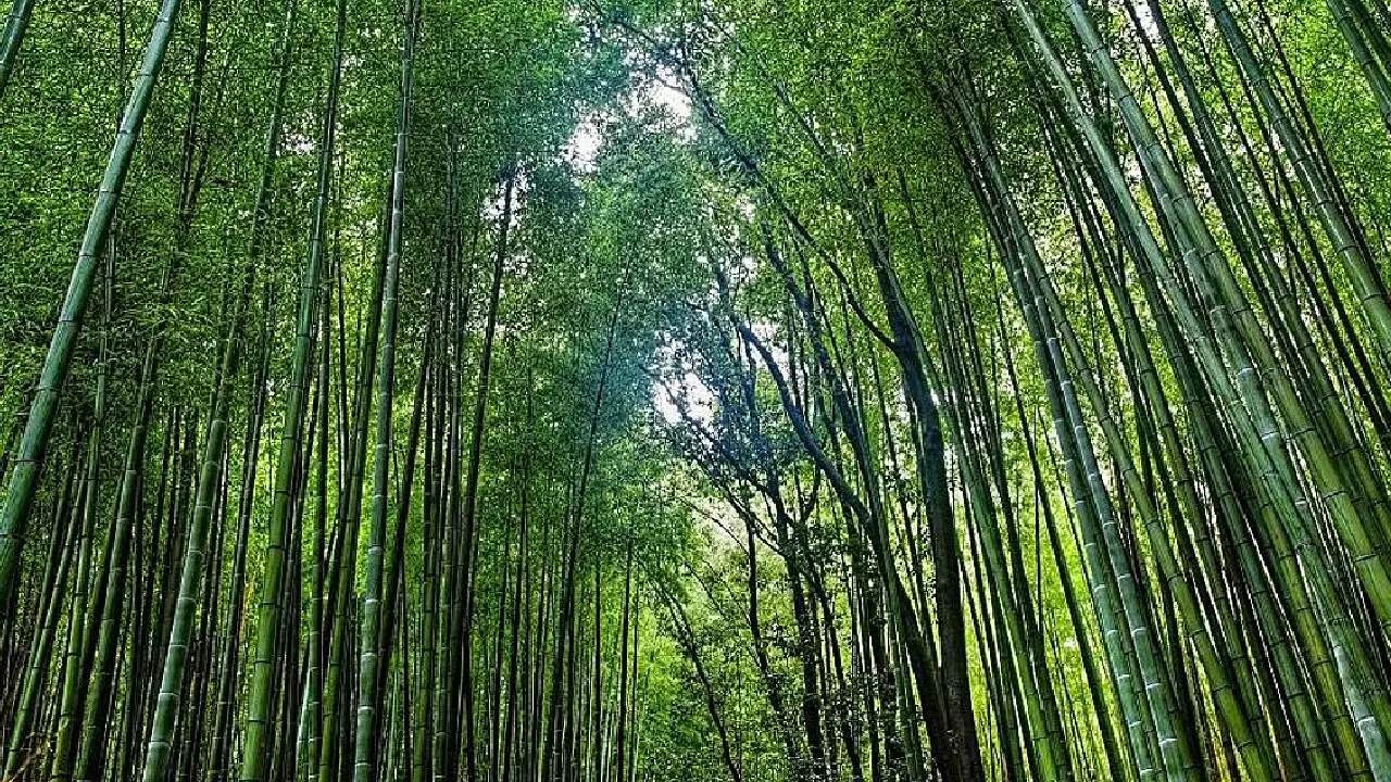 Green India Challenge launches pilot bamboo plantation to empower tribes Green India Challenge launches pilot bamboo plantation to empower tribes
