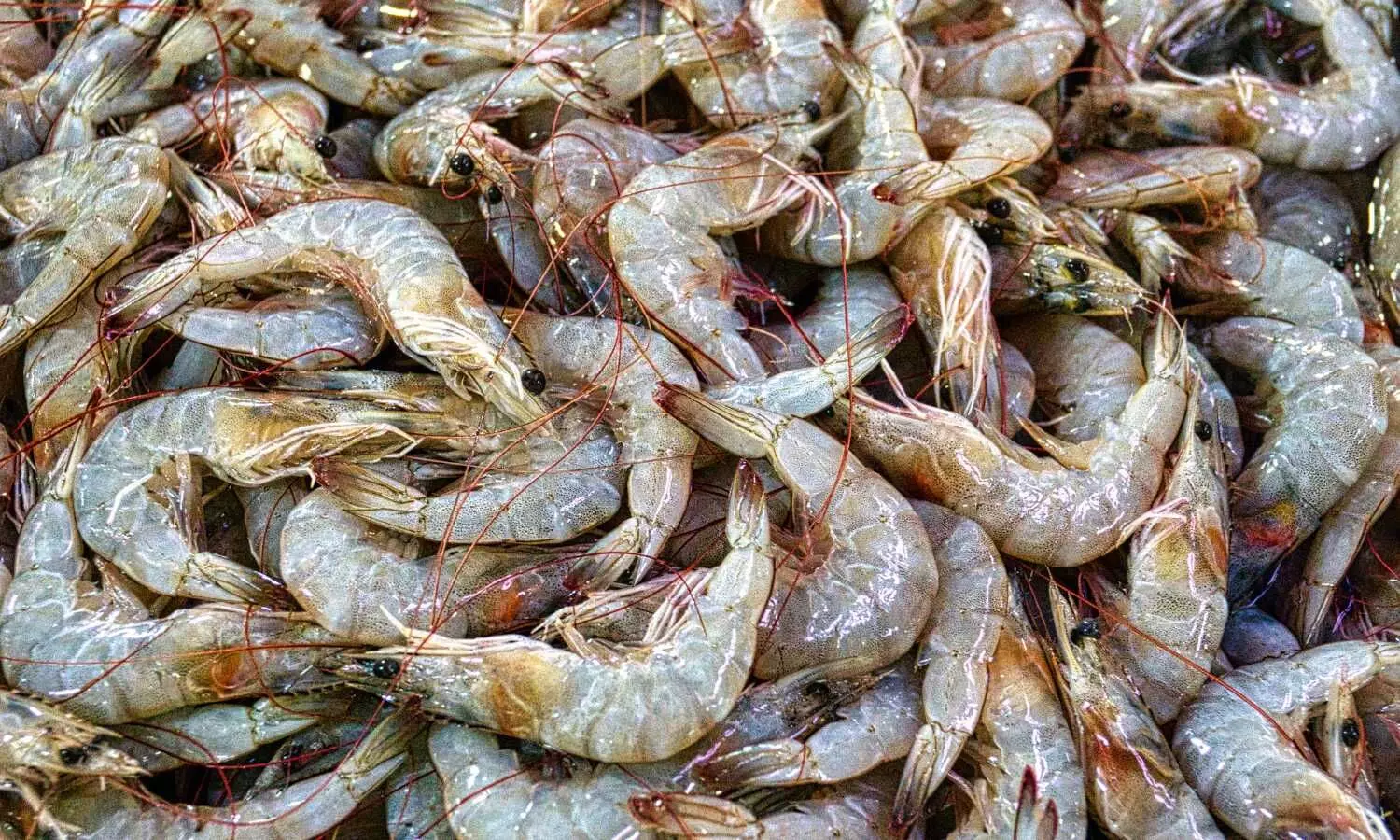 Lifting of ban on unpeeled prawn to benefit Indian exporters Lifting of ban on unpeeled prawn to benefit Indian exporters