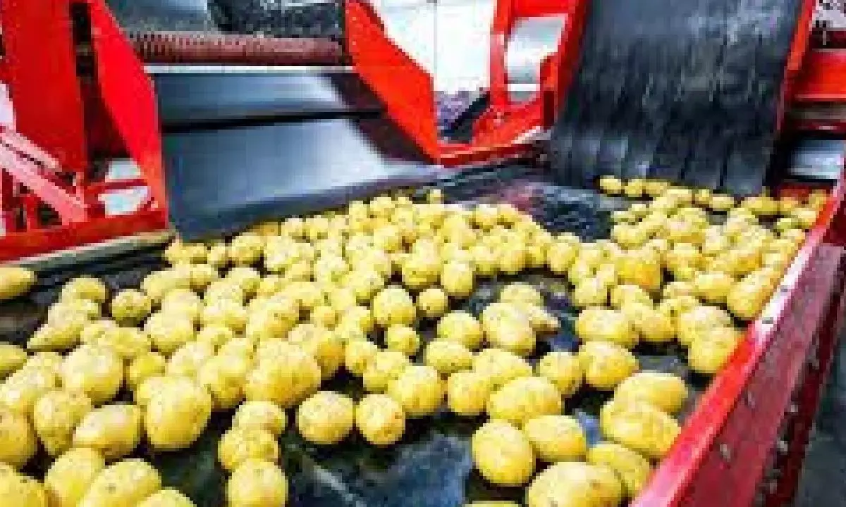 India’s processed potato products gaining ground in SA mkts: GTRI