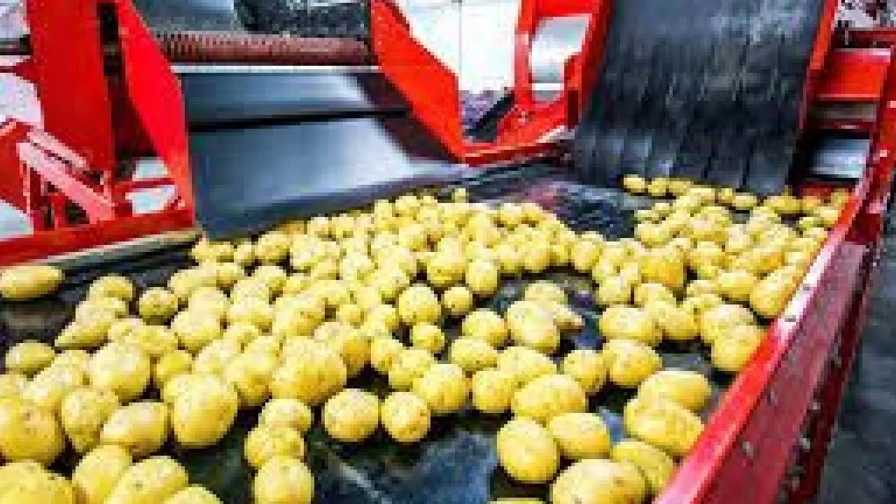 India’s processed potato products gaining ground in SA mkts: GTRI India’s processed potato products gaining ground in SA mkts: GTRI