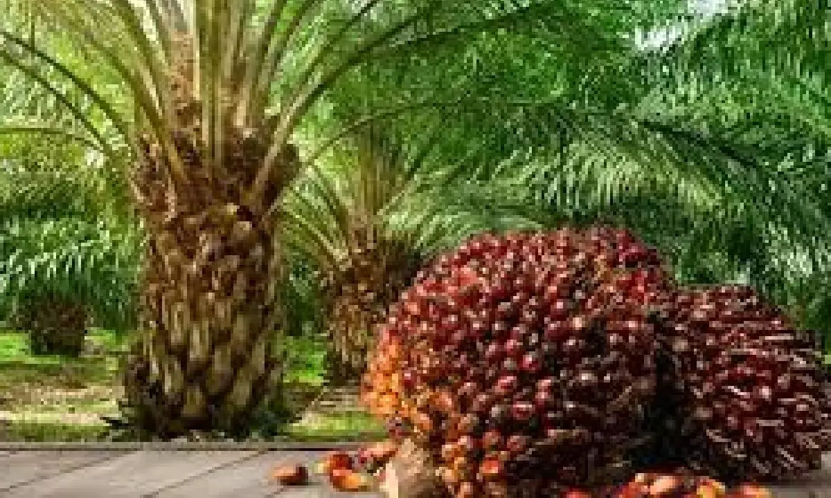 AP, Telangana lead Indias oil palm cultivation