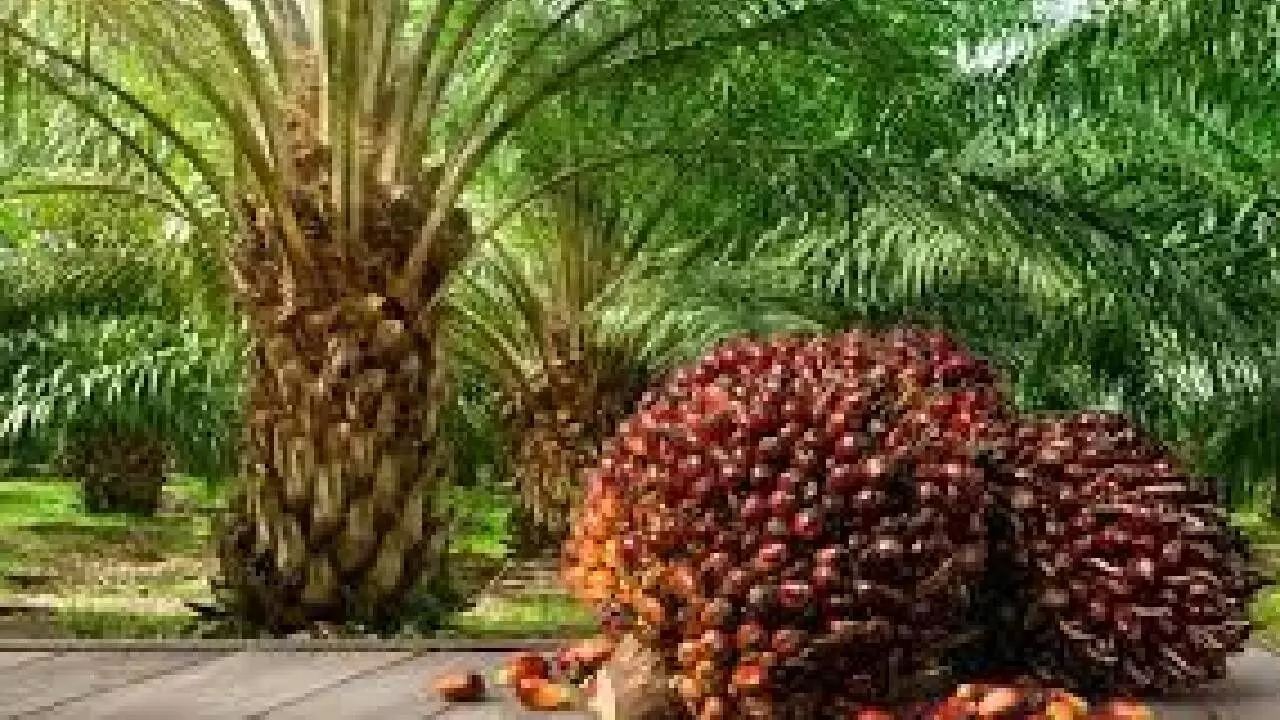 AP, Telangana lead Indias oil palm cultivation AP, Telangana lead Indias oil palm cultivation