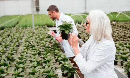 Integrated Strategies for Managing Sclerotinia Stem Rot in Soybean Cultivation