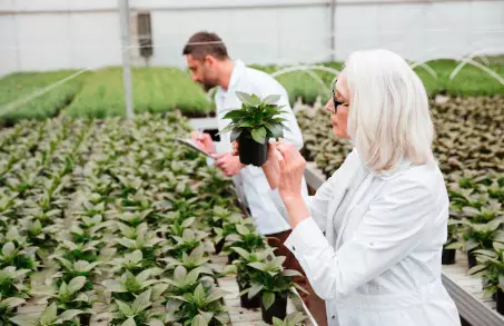 Integrated Strategies for Managing Sclerotinia Stem Rot in Soybean Cultivation