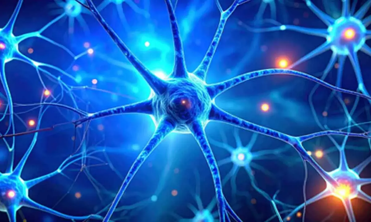 Dark chocolate, berries may help boost memory and relieve stress: Study