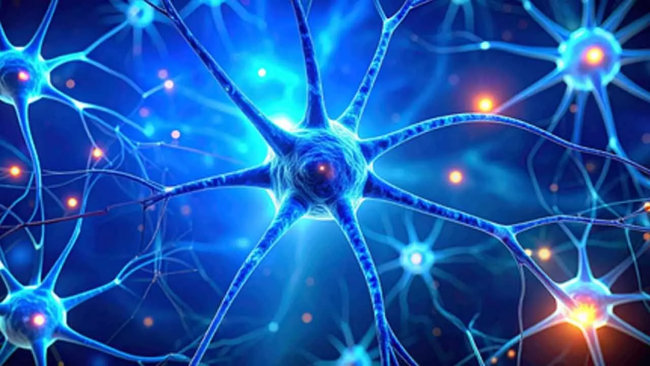 Dark chocolate, berries may help boost memory and relieve stress: Study