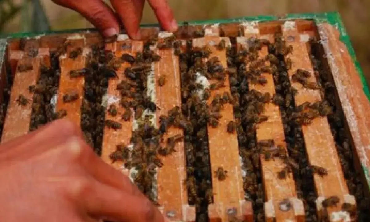 India emerges world’s 2nd largest honey exporter