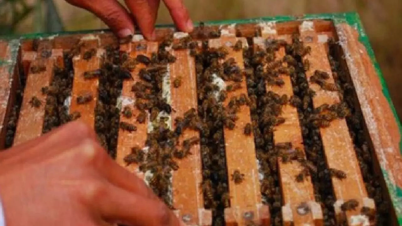 India emerges world’s 2nd largest honey exporter