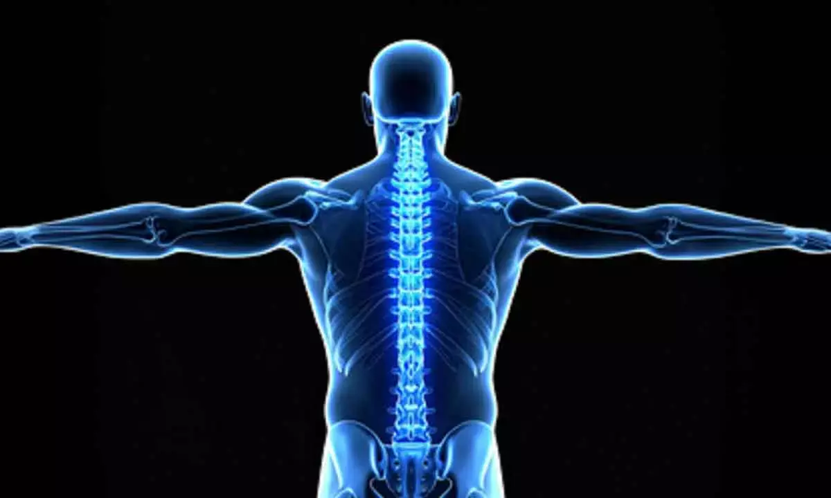 Japanese researchers regenerate bone using stem cells