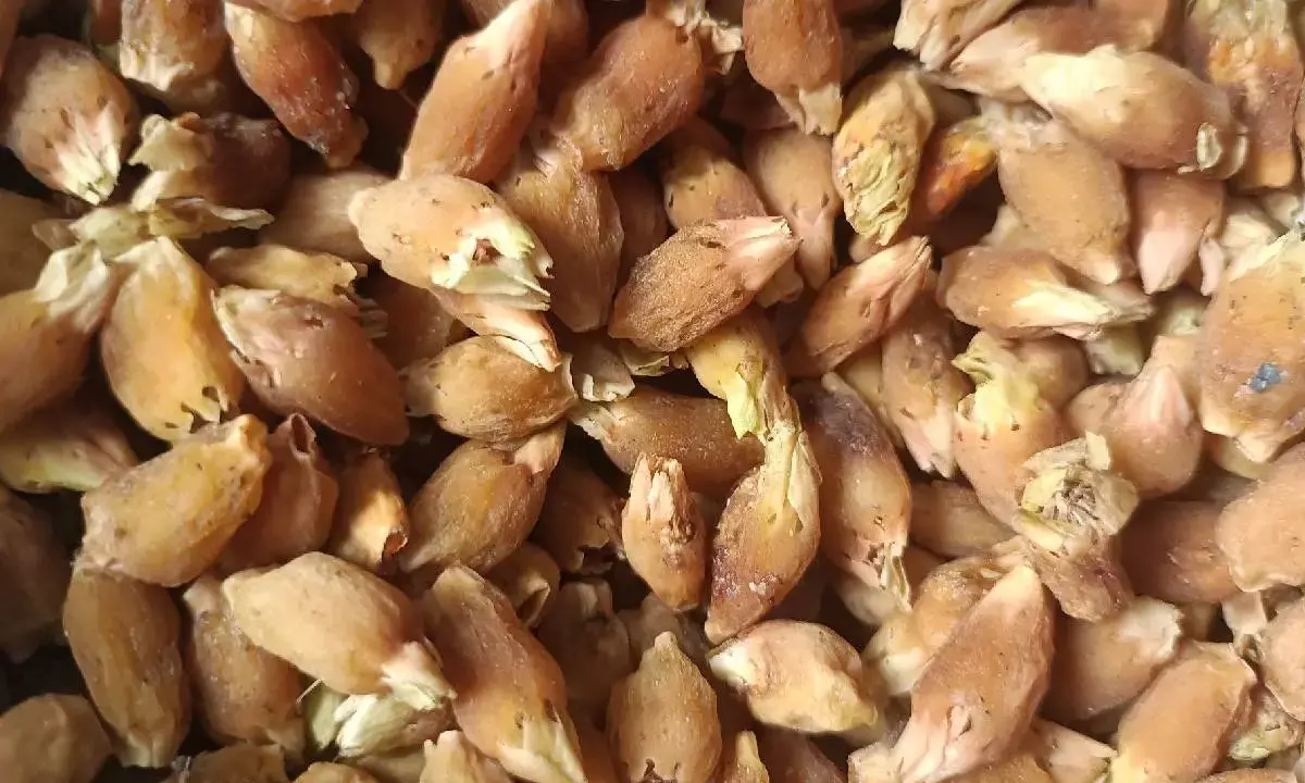 Utnoor tribal women achieve Rs 1.27 cr turnover with mahuva laddus