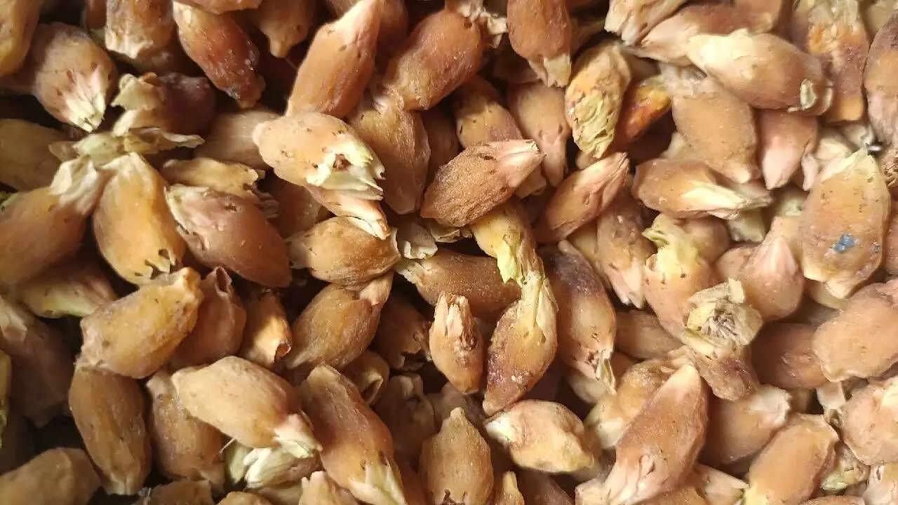 Utnoor tribal women achieve Rs 1.27 cr turnover with mahuva laddus