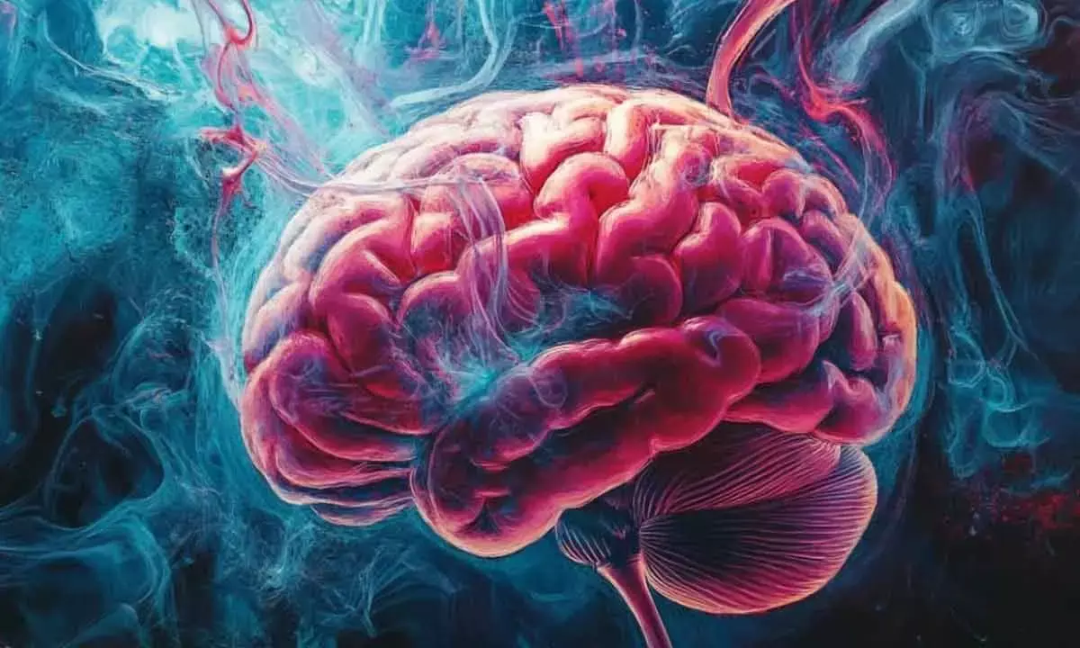 Brains learning linked with female hormones: Study