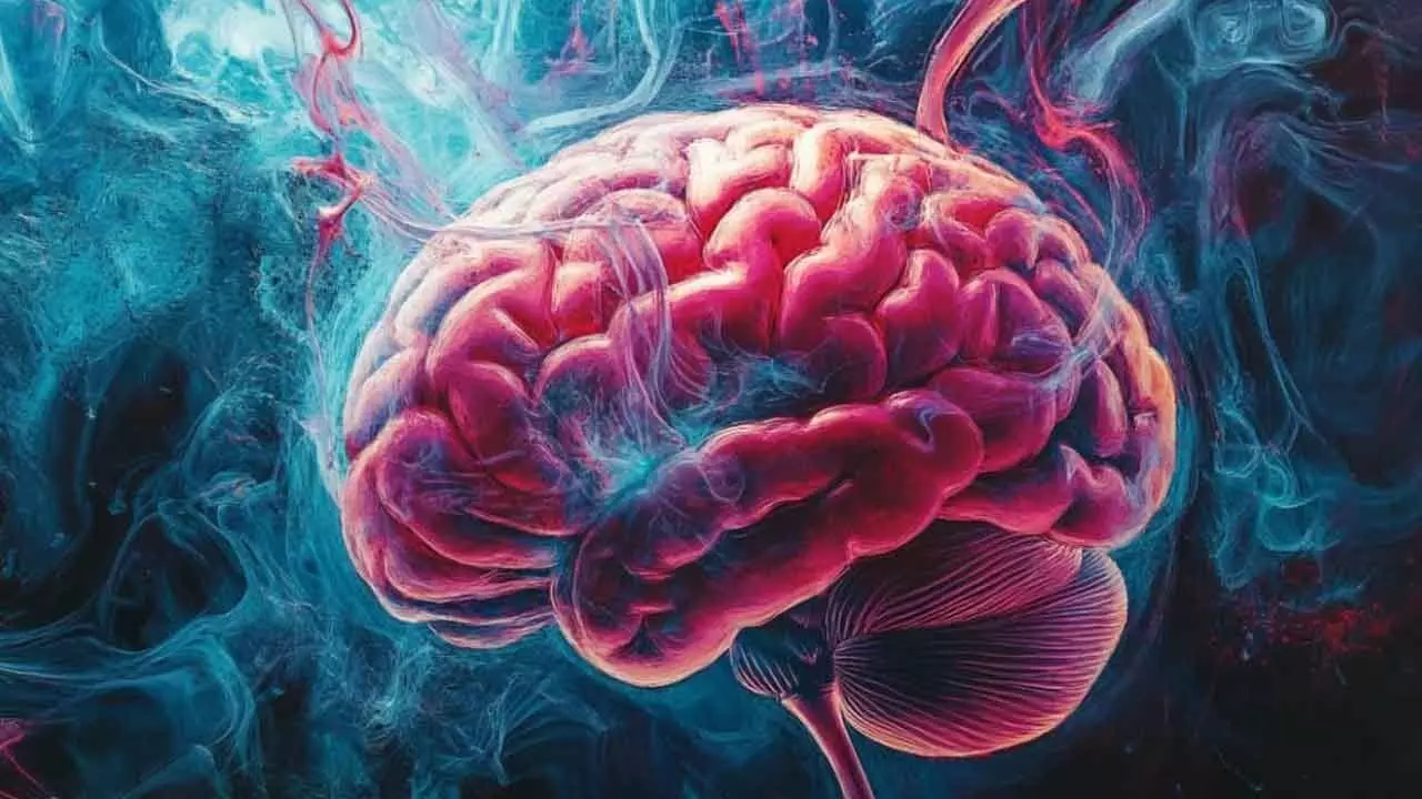 Brains learning linked with female hormones: Study