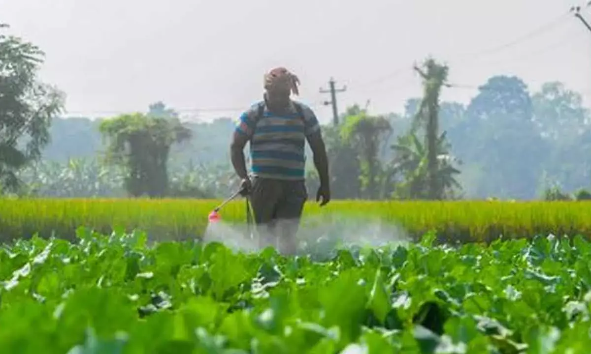 Rabi crop sowing exceeds 208L hectares this fiscal