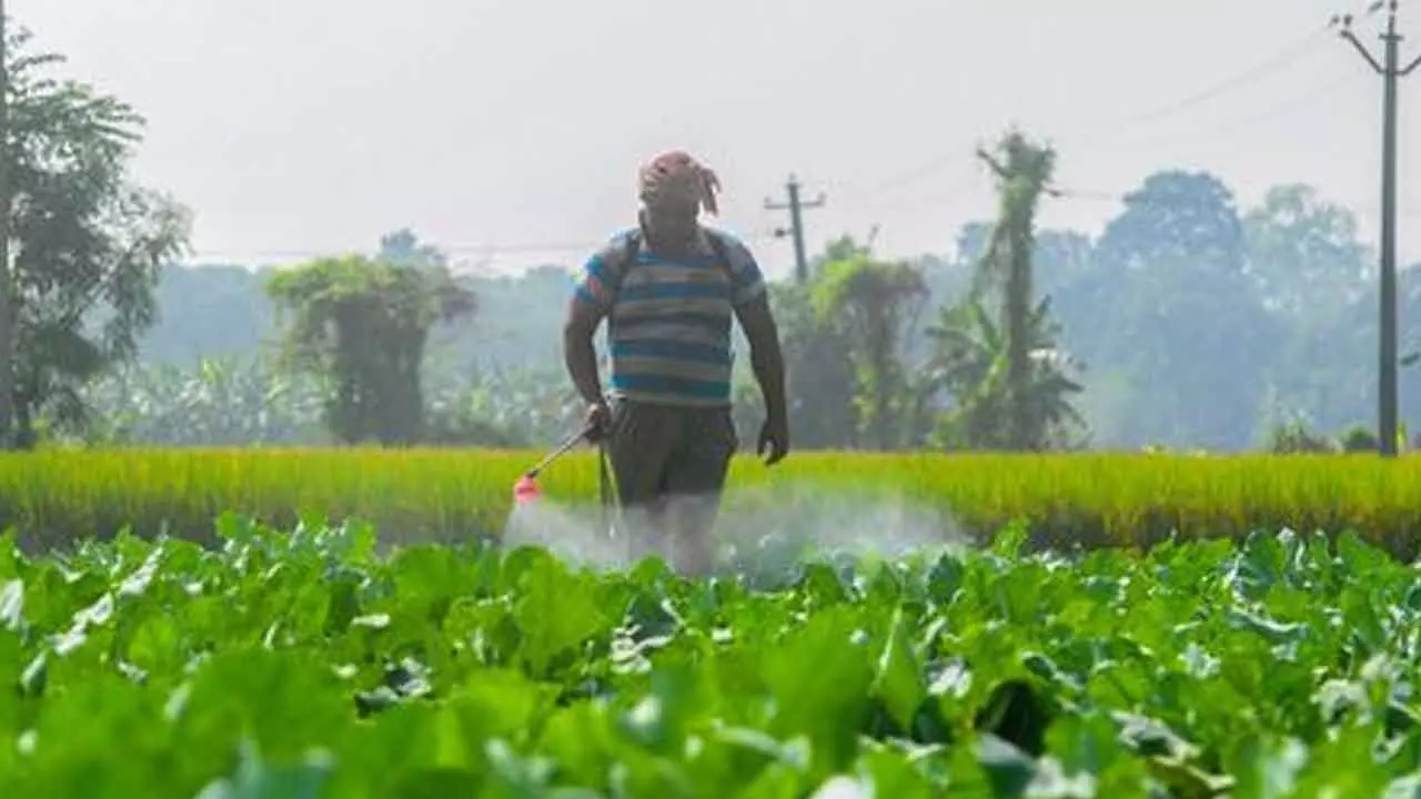 Rabi crop sowing exceeds 208L hectares this fiscal