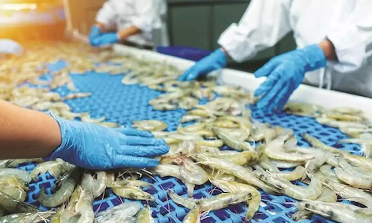 Tariff shock spurs India’s seafood industry into resilient global revival