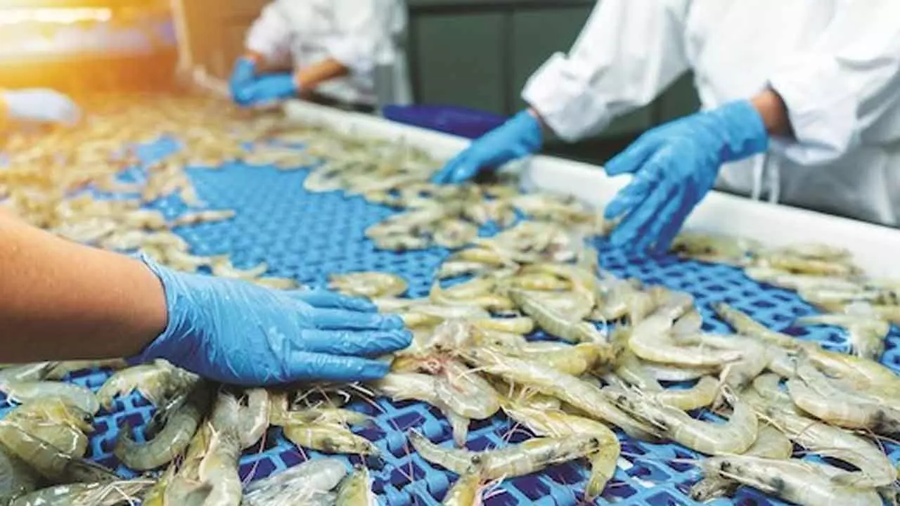 Tariff shock spurs India’s seafood industry into resilient global revival Tariff shock spurs India’s seafood industry into resilient global revival