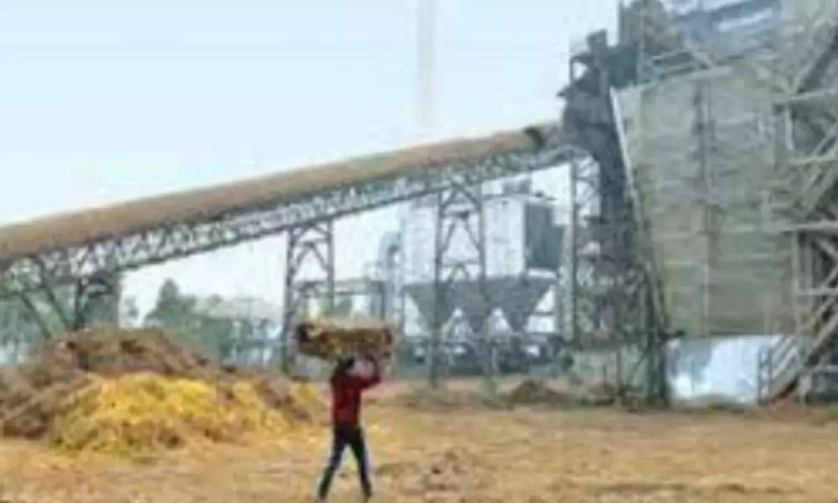 7.3MT of paddy straw can produce `270cr renewable energy: IBA