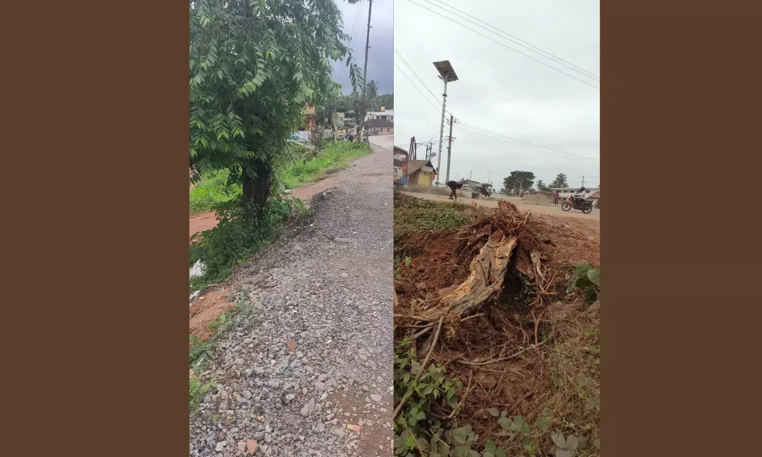 Rare Medicinal Plant ‘Sthrikutaja’ on the Brink of Extinction in Karnataka, Warns Ayurveda Expert