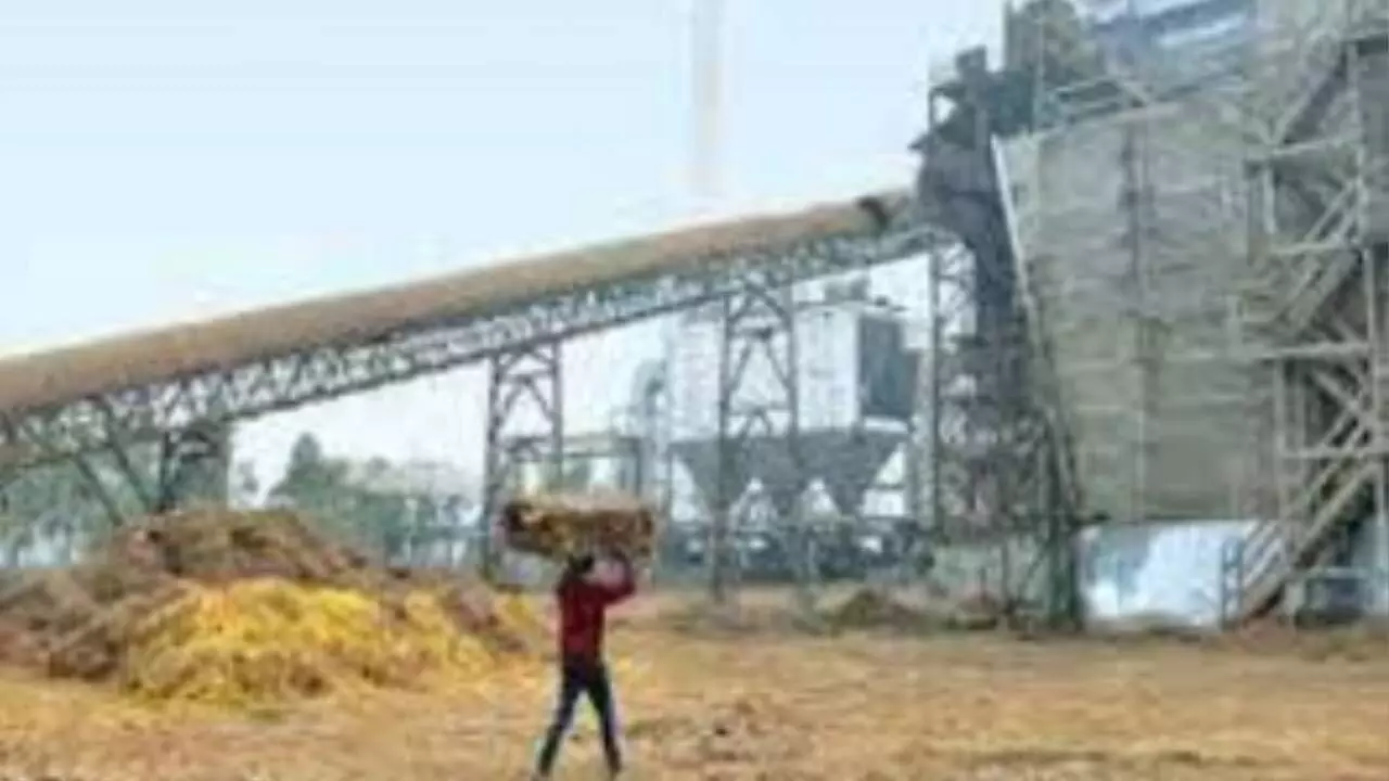 7.3MT of paddy straw can produce `270cr renewable energy: IBA 7.3MT of paddy straw can produce `270cr renewable energy: IBA