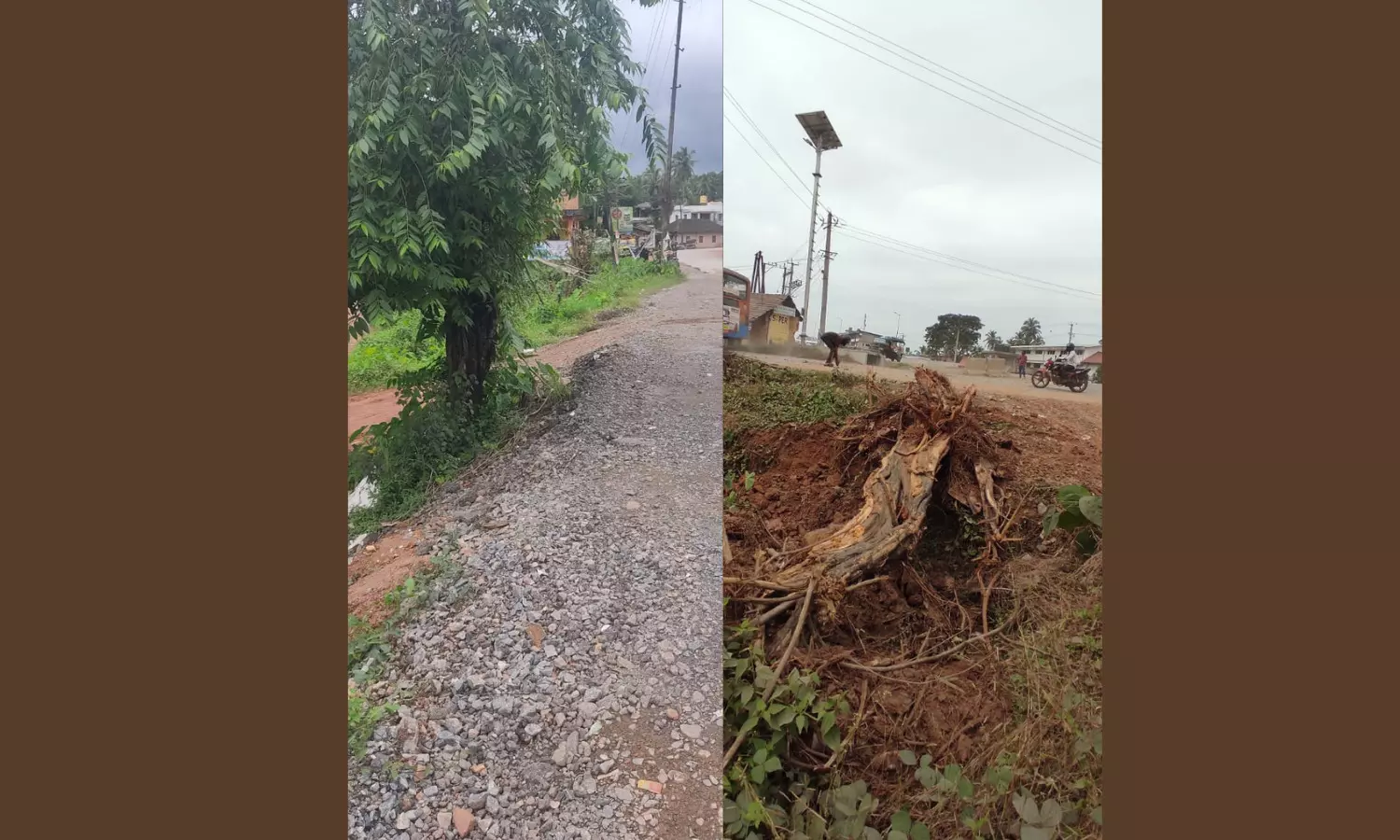 Rare Medicinal Plant ‘Sthrikutaja’ on the Brink of Extinction in Karnataka, Warns Ayurveda Expert