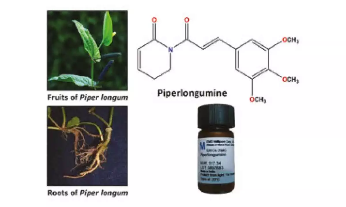 Long pepper compound may aid in treatment of colon cancer: NIT Rourkela