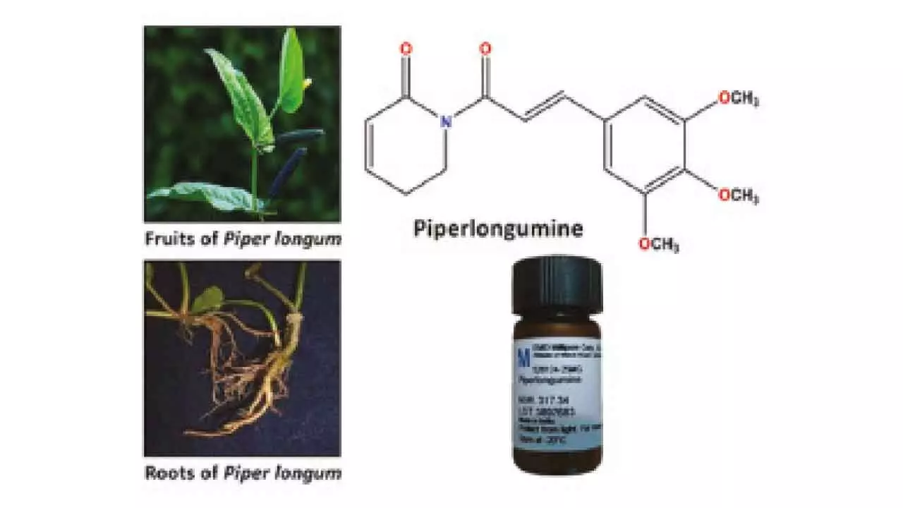 Long pepper compound may aid in treatment of colon cancer: NIT Rourkela