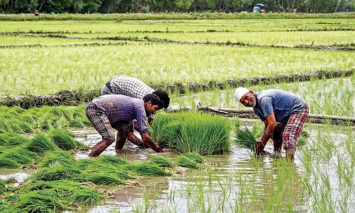 Kharif rice output at record high, says report