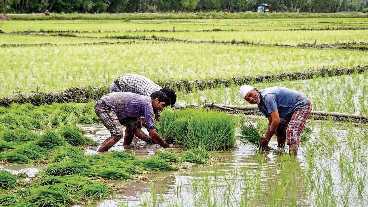 Kharif rice output at record high, says report