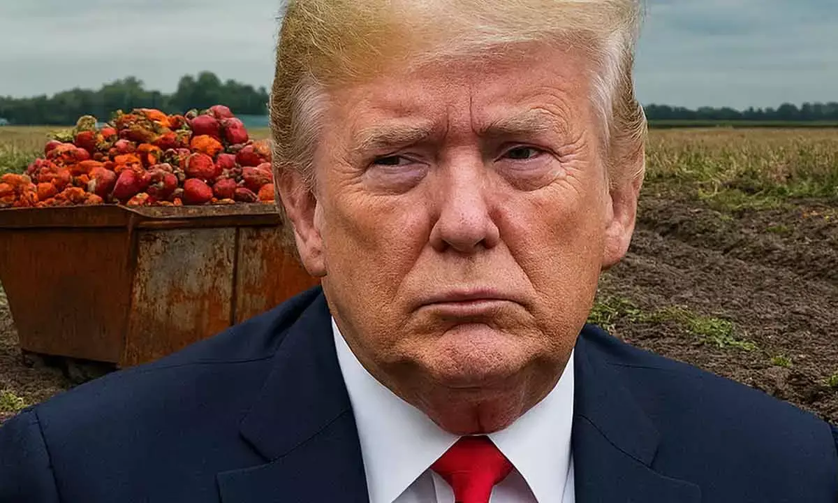 Trump-era policies leave America hungry, fields overflowing with wasted food