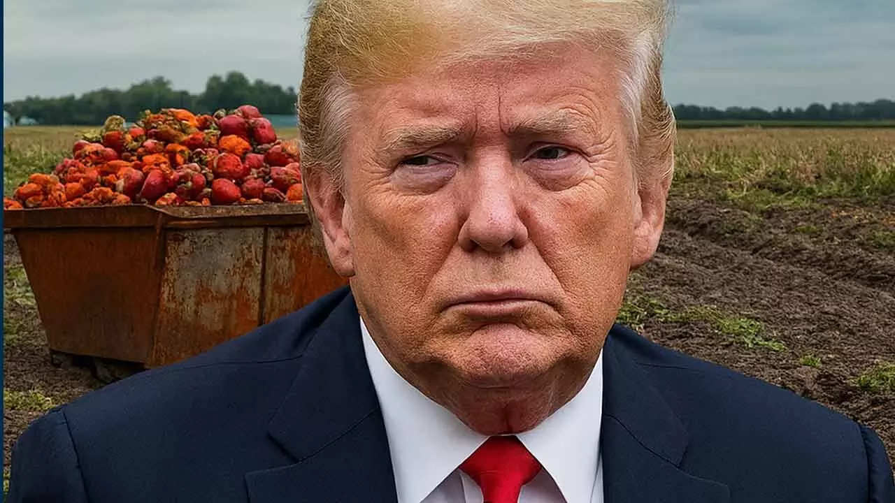 Trump-era policies leave America hungry, fields overflowing with wasted food