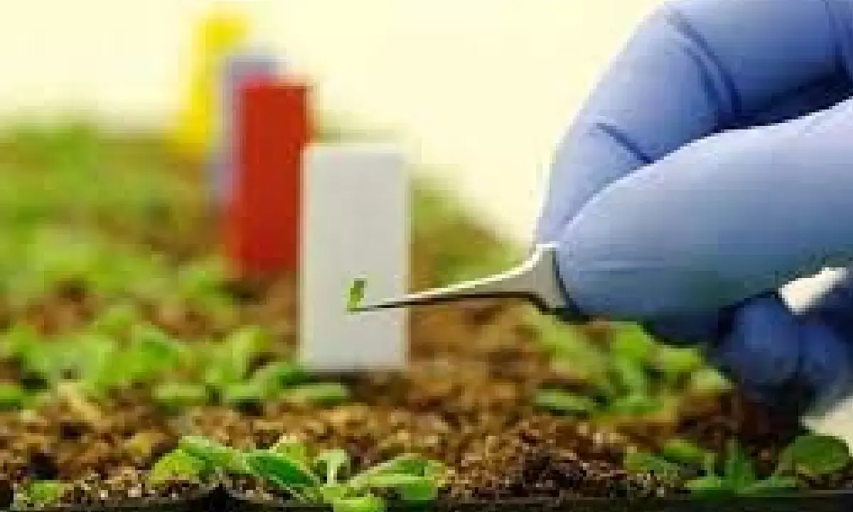 Conduct long-term field trials to check efficacy of nano-fertilisers: Panel